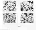 Fig. 06 - SOLID LIPIDIC PARTICLES AS PHARMACEUTICALLY ACCEPTABLE FILLERS OR CARRIERS FOR INHALATION