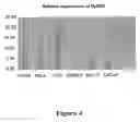 Fig. 05 - Compositions and Methods for Prognosis, Diagnosis, Prevention and Treatment of Cancers