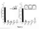 Fig. 07 - Compositions and Methods for Prognosis, Diagnosis, Prevention and Treatment of Cancers