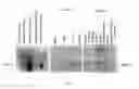 Fig. 06 - Extracellular serine protease