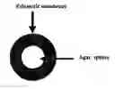 Fig. 01 - Method for isolating and culturing unculturable microorganisms