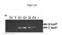 Fig. 07 - METHODS FOR DETECTING AND TREATING KIDNEY DISEASE