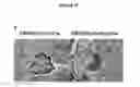 Fig. 08 - METHODS FOR DETECTING AND TREATING KIDNEY DISEASE