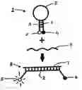 Fig. 01 - Assays for short sequence variants