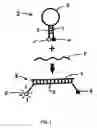 Fig. 02 - Assays for short sequence variants