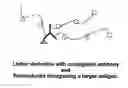 Fig. 01 - Monomeric and polymeric linkers useful for conjugating biological molecules and other substances
