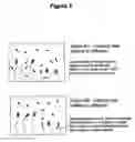 Fig. 06 - Monomeric and polymeric linkers useful for conjugating biological molecules and other substances