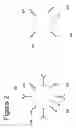 Fig. 04 - RAPID IMMUNOCHROMATOGRAPHIC DETECTION BY AMPLIFICATION OF THE COLLOIDAL GOLD SIGNAL