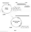 Fig. 11 - GPCR Arrestin Assays