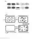 Fig. 03 - METHOD FOR DETECTING INTERACTIONS BETWEEN TWO AND MORE BIOLOGICAL MACROMOLECULES