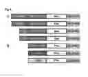 Fig. 04 - METHOD FOR DETECTING INTERACTIONS BETWEEN TWO AND MORE BIOLOGICAL MACROMOLECULES