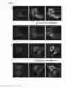 Fig. 13 - METHOD FOR DETECTING INTERACTIONS BETWEEN TWO AND MORE BIOLOGICAL MACROMOLECULES