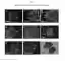 Fig. 07 - MULTIPOTENT/PLURIPOTENT CELLS AND METHODS
