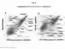 Fig. 09 - MULTIPOTENT/PLURIPOTENT CELLS AND METHODS
