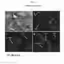 Fig. 13 - MULTIPOTENT/PLURIPOTENT CELLS AND METHODS