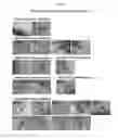 Fig. 21 - MULTIPOTENT/PLURIPOTENT CELLS AND METHODS