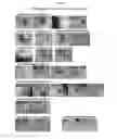 Fig. 23 - MULTIPOTENT/PLURIPOTENT CELLS AND METHODS