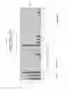 Fig. 31 - MULTIPOTENT/PLURIPOTENT CELLS AND METHODS