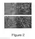 Fig. 03 - Trans-Differentiation And Re-Differentiation Of Somatic Cells And Production Of Cells For Cell Therapies