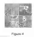 Fig. 05 - Trans-Differentiation And Re-Differentiation Of Somatic Cells And Production Of Cells For Cell Therapies