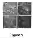 Fig. 06 - Trans-Differentiation And Re-Differentiation Of Somatic Cells And Production Of Cells For Cell Therapies