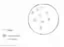 Fig. 01 - Medium for detecting and differentiating vancomycin-resistant enterococci