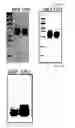 Fig. 09 - Vector and expression cell line for mass production of recombinant protein and a process of producing recombinant protein using same