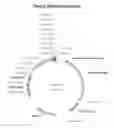 Fig. 05 - Mammalian expression vector pUHAB