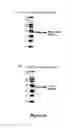 Fig. 12 - RECOMBINANT PROTEINS AND VIRUS LIKE PARTICLES COMPRISING L AND S POLYPEPTIDES OF AVIAN HEPADNAVIRIDAE AND METHODS, NUCLEIC ACID CONSTRUCTS, VECTORS AND HOST CELLS FOR PRODUCING SAME