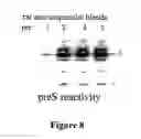 Fig. 14 - RECOMBINANT PROTEINS AND VIRUS LIKE PARTICLES COMPRISING L AND S POLYPEPTIDES OF AVIAN HEPADNAVIRIDAE AND METHODS, NUCLEIC ACID CONSTRUCTS, VECTORS AND HOST CELLS FOR PRODUCING SAME