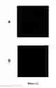 Fig. 18 - RECOMBINANT PROTEINS AND VIRUS LIKE PARTICLES COMPRISING L AND S POLYPEPTIDES OF AVIAN HEPADNAVIRIDAE AND METHODS, NUCLEIC ACID CONSTRUCTS, VECTORS AND HOST CELLS FOR PRODUCING SAME