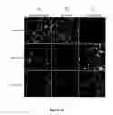 Fig. 22 - RECOMBINANT PROTEINS AND VIRUS LIKE PARTICLES COMPRISING L AND S POLYPEPTIDES OF AVIAN HEPADNAVIRIDAE AND METHODS, NUCLEIC ACID CONSTRUCTS, VECTORS AND HOST CELLS FOR PRODUCING SAME