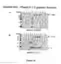 Fig. 41 - RECOMBINANT PROTEINS AND VIRUS LIKE PARTICLES COMPRISING L AND S POLYPEPTIDES OF AVIAN HEPADNAVIRIDAE AND METHODS, NUCLEIC ACID CONSTRUCTS, VECTORS AND HOST CELLS FOR PRODUCING SAME