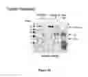 Fig. 43 - RECOMBINANT PROTEINS AND VIRUS LIKE PARTICLES COMPRISING L AND S POLYPEPTIDES OF AVIAN HEPADNAVIRIDAE AND METHODS, NUCLEIC ACID CONSTRUCTS, VECTORS AND HOST CELLS FOR PRODUCING SAME