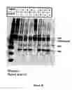 Fig. 48 - RECOMBINANT PROTEINS AND VIRUS LIKE PARTICLES COMPRISING L AND S POLYPEPTIDES OF AVIAN HEPADNAVIRIDAE AND METHODS, NUCLEIC ACID CONSTRUCTS, VECTORS AND HOST CELLS FOR PRODUCING SAME