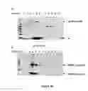 Fig. 56 - RECOMBINANT PROTEINS AND VIRUS LIKE PARTICLES COMPRISING L AND S POLYPEPTIDES OF AVIAN HEPADNAVIRIDAE AND METHODS, NUCLEIC ACID CONSTRUCTS, VECTORS AND HOST CELLS FOR PRODUCING SAME