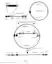 Fig. 02 - Construction of fully-deleted adenovirus-based gene delivery vectors and uses thereof