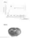 Fig. 02 - THERAPEUTIC AGENT AND DIAGNOSTIC AGENT FOR MITOCHONDRIAL DYSFUNCTION BRAIN DISEASES