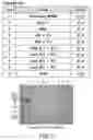 Fig. 03 - Cloning, expression and purification of recombinant porcine intrinsic factor for use in diagnostic assay
