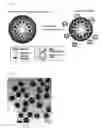 Fig. 02 - Gold nanoparticle based protease imaging probes and use thereof