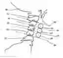 Fig. 01 - Radiotherapeutic Apparatus and Methods