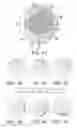 Fig. 05 - COMPRESSION METHOD AND MEANS