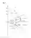 Fig. 02 - Oil pump rotor