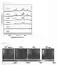 Fig. 15 - Spectral sensor for surface-enhanced raman scattering