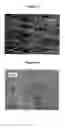 Fig. 07 - Process for the synthesis of nanotubes and fullerene-like nanostructures of transition metal dichalcogenides, quasi one-dimensional structures of transition metals and oxides of transition metals