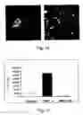 Fig. 07 - METHODS AND PHARMACEUTICAL COMPOSITIONS FOR HEALING WOUNDS
