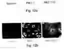 Fig. 08 - METHODS AND PHARMACEUTICAL COMPOSITIONS FOR HEALING WOUNDS