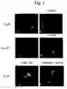 Fig. 02 - Use Of A Compound For Enhancing The Expression Of Membrane Proteins On The Cell Surface