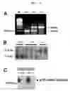 Fig. 03 - METHOD FOR DECREASING DEPRESSION BY INHIBITING THE ACTIVITY OF ALPHA 1B SUBUNIT OF N-TYPE CALCIUM CHANNEL