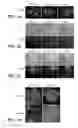 Fig. 02 - COMPOSITIONS AND METHODS FOR MODULATING VASCULAR DEVELOPMENT